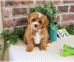 Small #4 Cavapoo (Miniature)