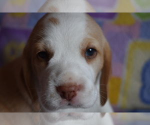 Beagle Puppy for sale in REASNOR, IA, USA