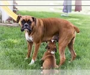 Mother of the Boxer puppies born on 11/16/2023
