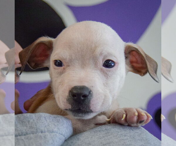 Medium Photo #5 American Staffordshire Terrier-Boxer Mix Puppy For Sale in Huntley, IL, USA