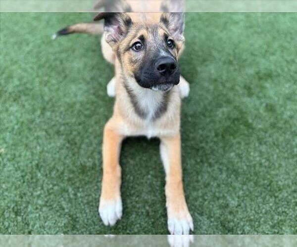 Medium Photo #1 German Shepherd Dog-Unknown Mix Puppy For Sale in Texas City, TX, USA