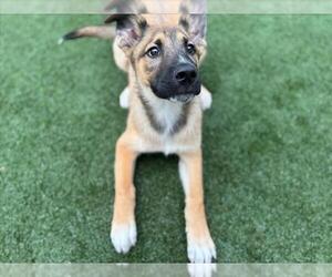 German Shepherd Dog-Unknown Mix Dogs for adoption in Texas City, TX, USA