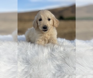 Goldendoodle Puppy for sale in PORTERVILLE, CA, USA