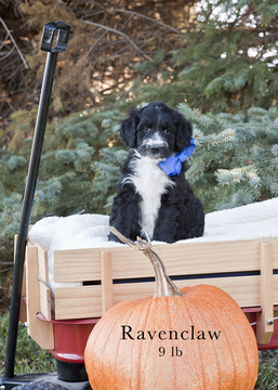 Medium Photo #5 Aussiedoodle Puppy For Sale in MONTROSE, CO, USA