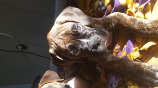 Boxer Puppy for sale in SUN PRAIRIE, WI, USA