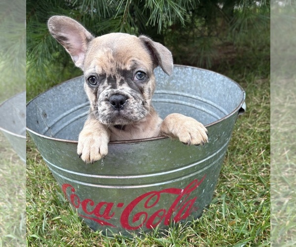 Medium Photo #4 French Bulldog Puppy For Sale in MIDDLEBURY, IN, USA