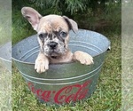 Small #3 French Bulldog