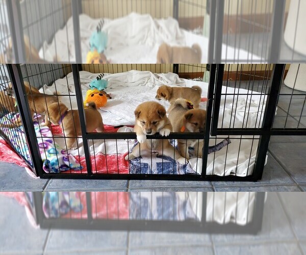Medium Photo #20 Shiba Inu Puppy For Sale in SOMERSWORTH, NH, USA