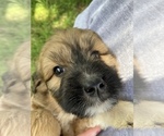 Small Photo #8 Pyredoodle Puppy For Sale in HARROGATE, TN, USA