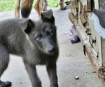 Small #6 German Shepherd Dog