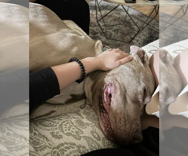 Medium Photo #1 American Pit Bull Terrier-Unknown Mix Puppy For Sale in Banning, CA, USA