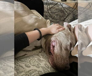 American Pit Bull Terrier-Unknown Mix Dogs for adoption in Banning, CA, USA