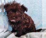 Small Photo #1 Morkie Puppy For Sale in CHARLOTTE HALL, MD, USA