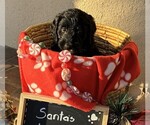 Small Photo #40 Goldendoodle Puppy For Sale in FORT LAUDERDALE, FL, USA