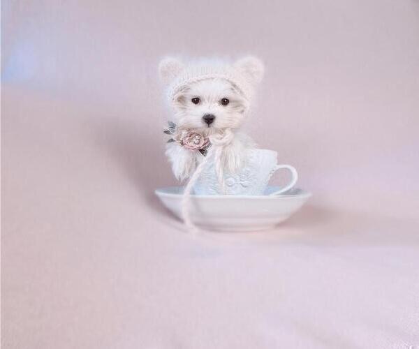 Medium Photo #7 Maltese Puppy For Sale in FORT LAUDERDALE, FL, USA