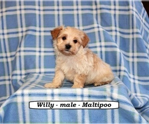 Maltipoo Puppy for sale in HOPKINSVILLE, KY, USA