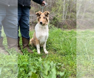 Collie Puppy for sale in KINGSPORT, TN, USA