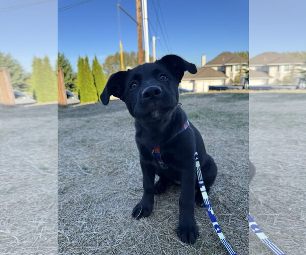 Medium Photo #4 Labrador Retriever-Unknown Mix Puppy For Sale in Bellevue, WA, USA