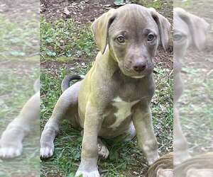 Labmaraner Dogs for adoption in Mechanicsburg, PA, USA