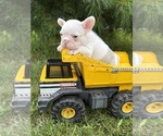 Small #1 French Bulldog