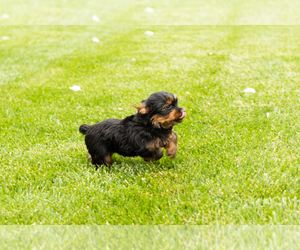 Yorkshire Terrier Puppy for sale in NAPPANEE, IN, USA