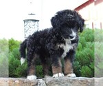 Small Photo #1 Miniature Australian Shepherd-Poodle (Standard) Mix Puppy For Sale in BLAIN, PA, USA