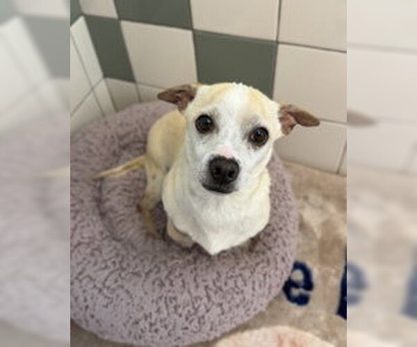 Medium Photo #1 Chihuahua Puppy For Sale in Salinas, CA, USA