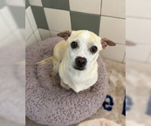 Chihuahua Dogs for adoption in Salinas, CA, USA