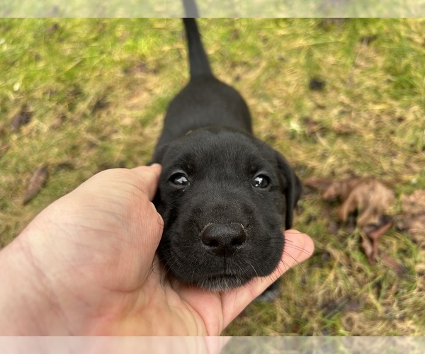 Medium Photo #5 German Shorthaired Lab Puppy For Sale in TACOMA, WA, USA