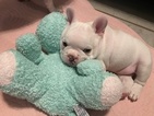 Small Photo #1 French Bulldog Puppy For Sale in LAKELAND, FL, USA