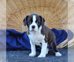 Boston Terrier-Cavalier King Charles Spaniel Mix Puppy for sale in MORGANTOWN, PA, USA