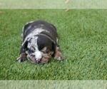 Small Photo #1 English Bulldog Puppy For Sale in GRAPEVINE, TX, USA