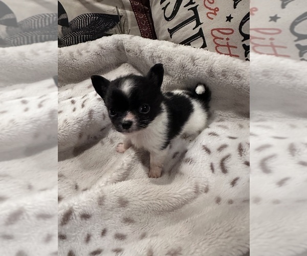 Medium Photo #3 Chihuahua Puppy For Sale in NEW BEDFORD, MA, USA