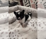 Small Photo #3 Chihuahua Puppy For Sale in NEW BEDFORD, MA, USA