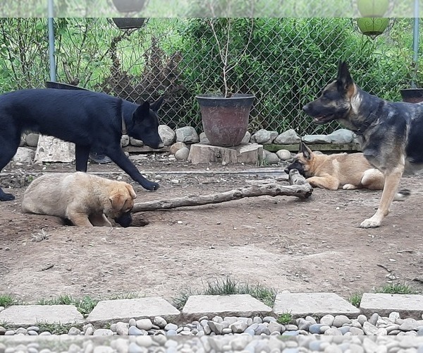 Medium Photo #6 Malinois Puppy For Sale in ORCHARDS, WA, USA
