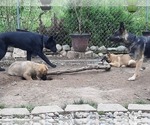 Small #5 Malinois