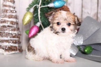 Papichon Puppy for sale in MOUNT VERNON, OH, USA