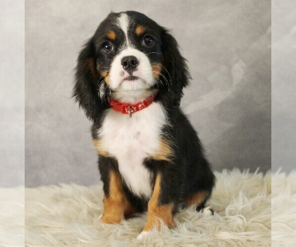 Medium Photo #6 Bernese Mountain Dog-Cavalier King Charles Spaniel Mix Puppy For Sale in COATESVILLE, PA, USA