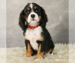 Small #5 Bernese Mountain Dog-Cavalier King Charles Spaniel Mix