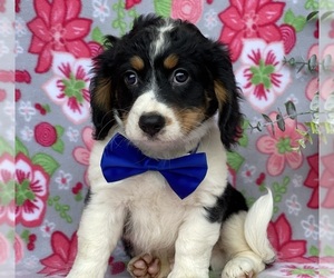 Bernedoodle (Miniature) Puppy for sale in LANCASTER, PA, USA