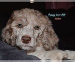 Puppy Yankee Poodle (Standard)
