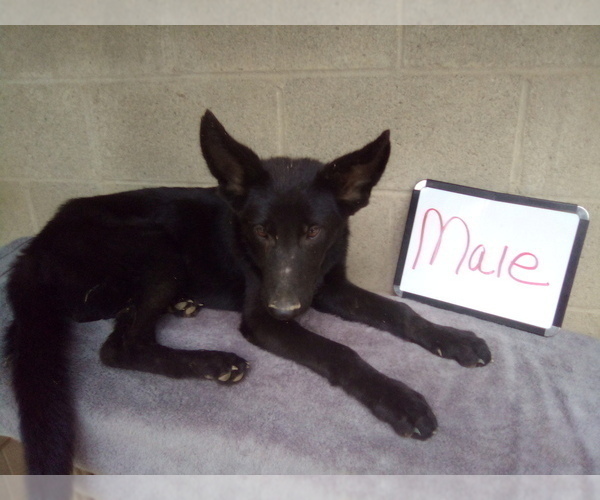 Medium Photo #4 German Shepherd Dog Puppy For Sale in LOGAN, OH, USA