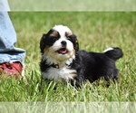 Small #4 Auss-Tzu