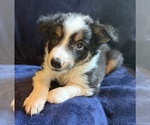 Small #9 Border Collie