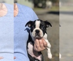 Small Photo #2 Boston Terrier Puppy For Sale in ROCHESTER, WA, USA