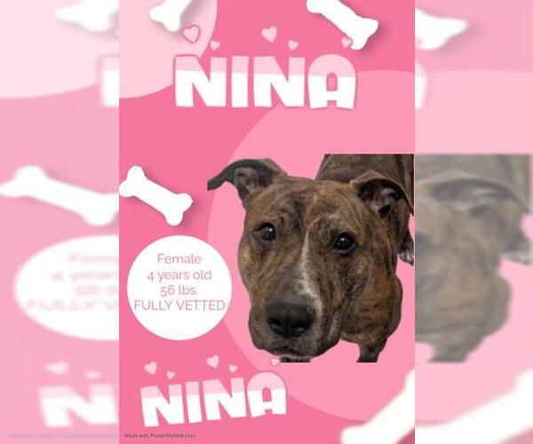 Medium Photo #1 Mutt Puppy For Sale in Akron, OH, USA