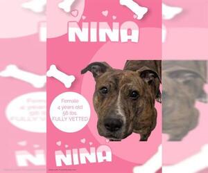 Mutt Dogs for adoption in Akron, OH, USA