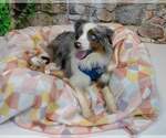 Small #1 Australian Shepherd