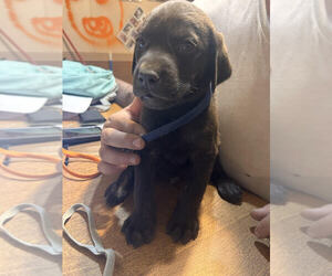 Medium Labrador Retriever