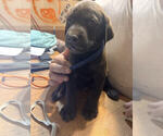 Puppy Drk Blue Collar Labrador Retriever